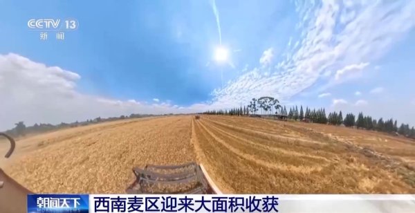 视频丨西南麦区迎来大面积收获“三夏”大忙拉开帷幕